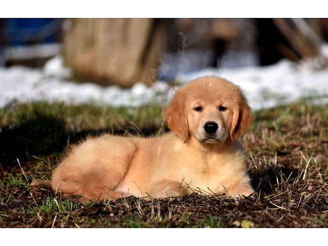 продам щенка золотистого ретривера - Фото 2