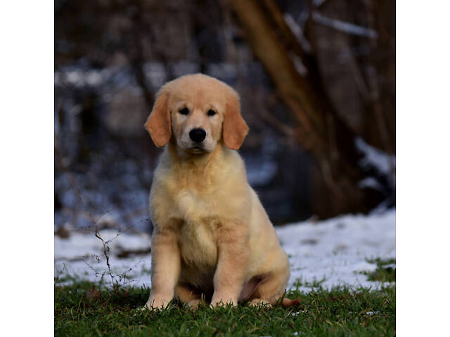 продам щенка золотистого ретривера - Фото 3