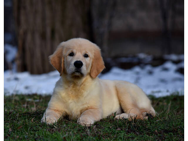 продам щенка золотистого ретривера - Фото 4