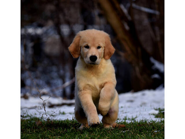 продам щенка золотистого ретривера - Фото 5