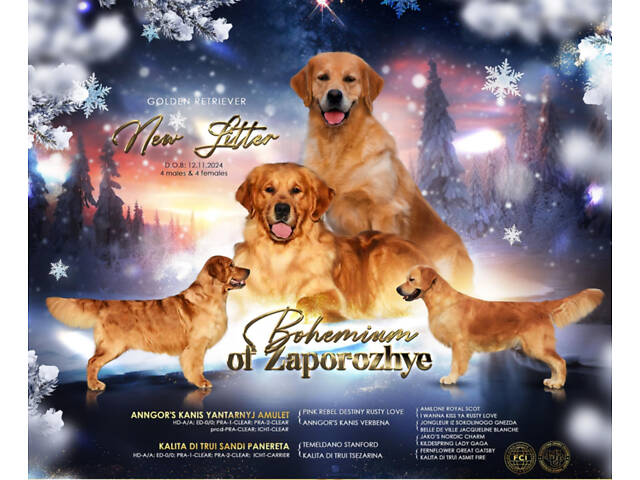 продам щенка золотистого ретривера - Фото 6