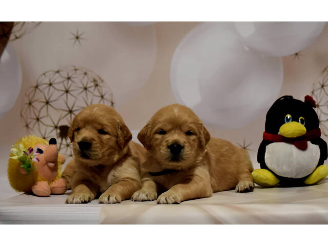 продам щенка золотистого ретривера - Фото 7