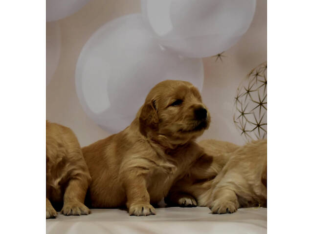 продам щенка золотистого ретривера - Фото 8