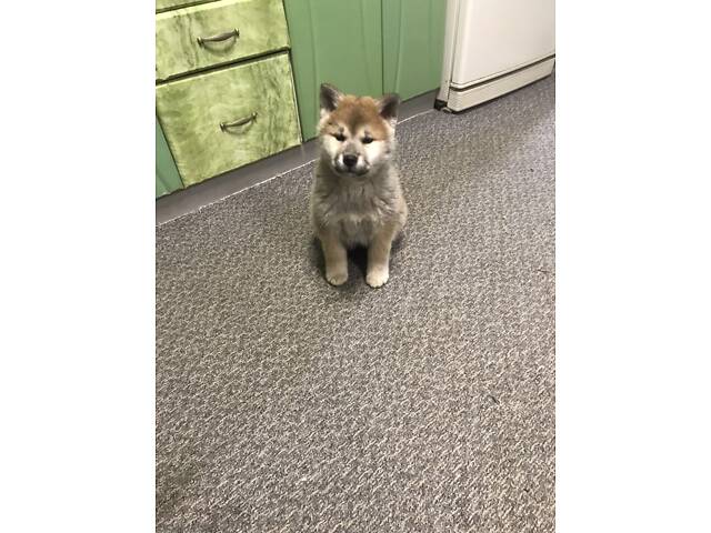 Продам цуценят Акіта іну хлопчик і дівчинка 2.5 місяці. - Фото 2