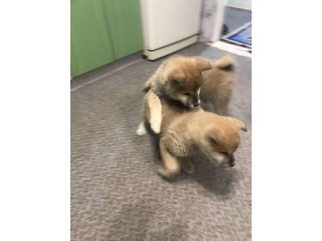 Продам цуценят Акіта іну хлопчик і дівчинка 2.5 місяці. - Фото 3