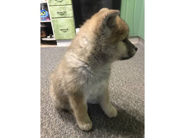 Продам цуценят Акіта іну хлопчик і дівчинка 2.5 місяці. - Фото 4