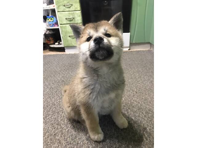 Продам цуценят Акіта іну хлопчик і дівчинка 2.5 місяці. - Фото 5