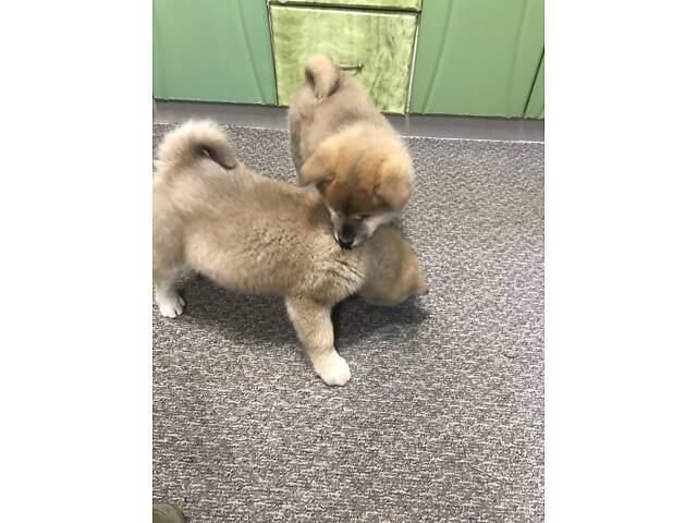 Продам цуценят Акіта іну хлопчик і дівчинка 2.5 місяці. - Фото 6