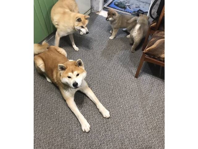 Продам цуценят Акіта іну хлопчик і дівчинка 2.5 місяці. - Фото 7