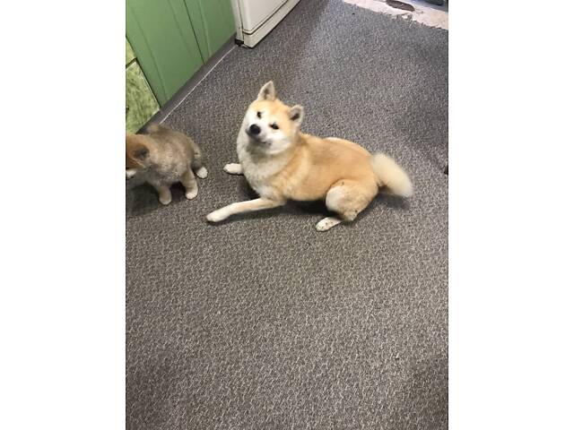 Продам цуценят Акіта іну хлопчик і дівчинка 2.5 місяці. - Фото 8