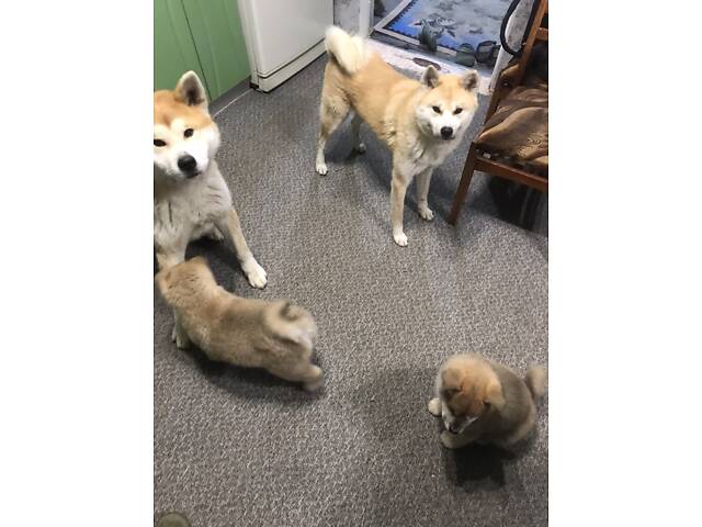 Продам цуценят Акіта іну хлопчик і дівчинка 2.5 місяці. - Фото 9