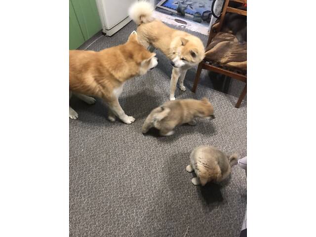 Продам цуценят Акіта іну хлопчик і дівчинка 2.5 місяці. - Фото 10