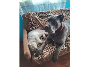 Продам цуценят кане-корсо.