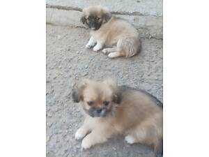 Продам цуценят пекінеса.