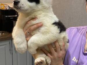 Продам щенков среднеазиатской овчарки(сао),алабай