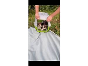 Продам цуценят бігля.