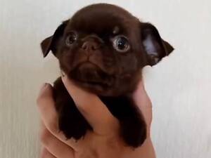 Продам цуценят чихуахуа.