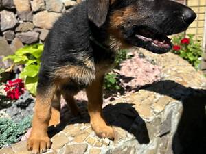 Продам щенятко Німецької вівчарки