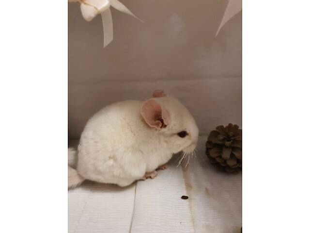 Продам шиншиллят - Фото 2
