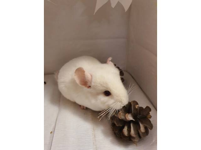 Продам шиншиллят - Фото 3