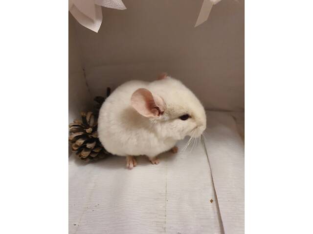 Продам шиншиллят - Фото 4