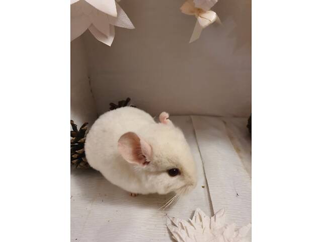 Продам шиншиллят - Фото 5