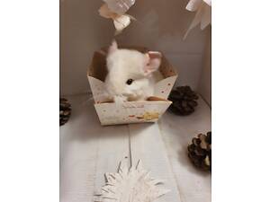 Продам шиншиллят