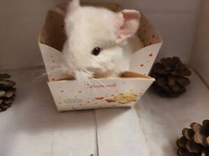 Продам шиншиллят