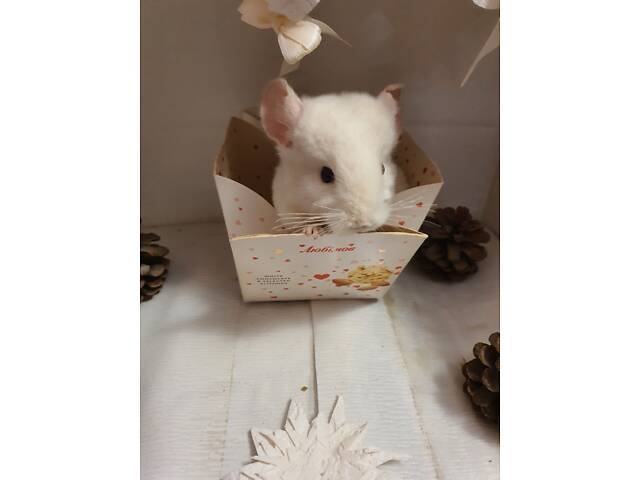 Продам шиншиллят - Фото 7