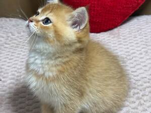 Продам шотландське кошеня Золота шиншила