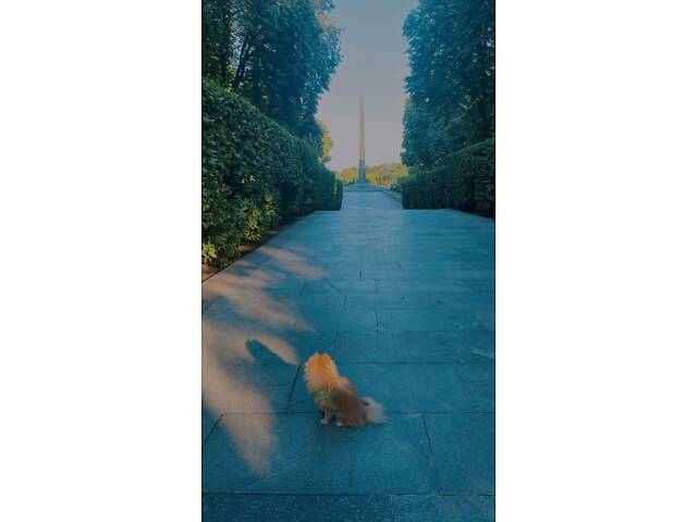 Продам шпіца теорміново - Фото 3