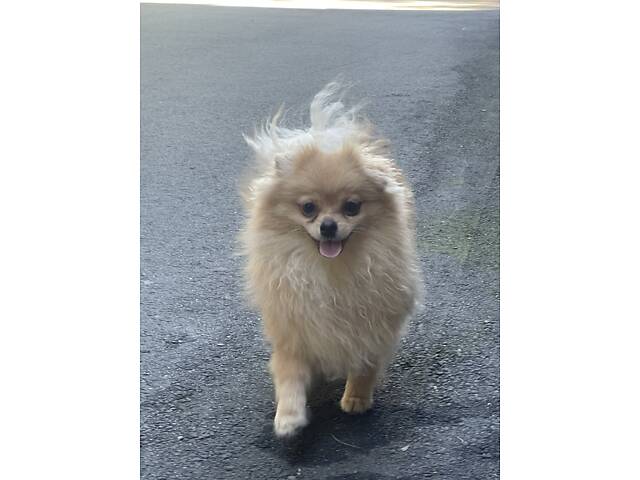 Продам шпіца теорміново - Фото 2