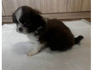 ТЕРМІНОВО!!! Продам ши-тцу.