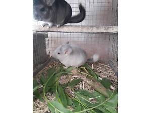 Продам шиншил,різні окраси