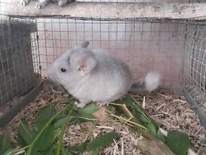 Продам шиншил,різні окраси