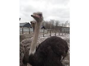 Продам сім'ю страусів.