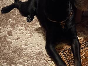 Продам собаку-подружку ,кане-корсо.