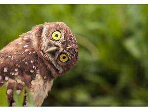 Продам Сову домовик сич