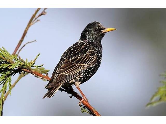 Продам співочого шпака - Фото 2