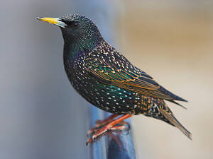 Продам співочого шпака.