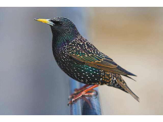 Продам співочого шпака - Фото 1