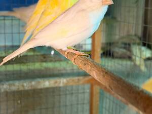 Продам співчих канарок.