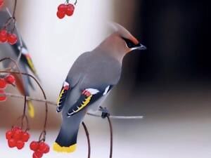 Продам співучих пташок Омелюх (Свиристель)