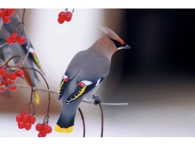 Продам співучих пташок Омелюх (Свиристель) - Фото 1