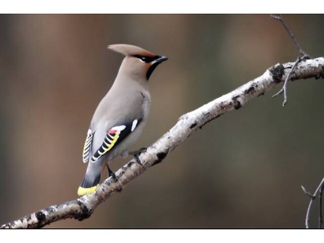 Продам співучих пташок Омелюх (Свиристель) - Фото 4