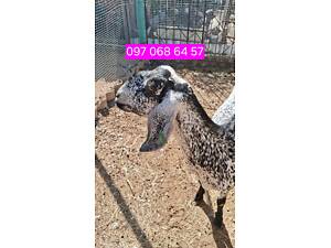 Продам стадо коз Англонубійські.