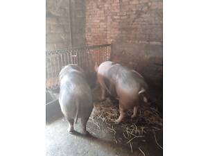 Продам свиней живою вагою.