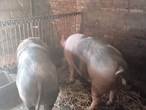 Продам свині живою вагою