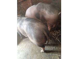 Продам свиней живою вагою.