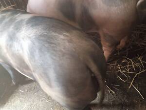 Продам свині живою вагою